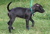 Peppa the Puppy