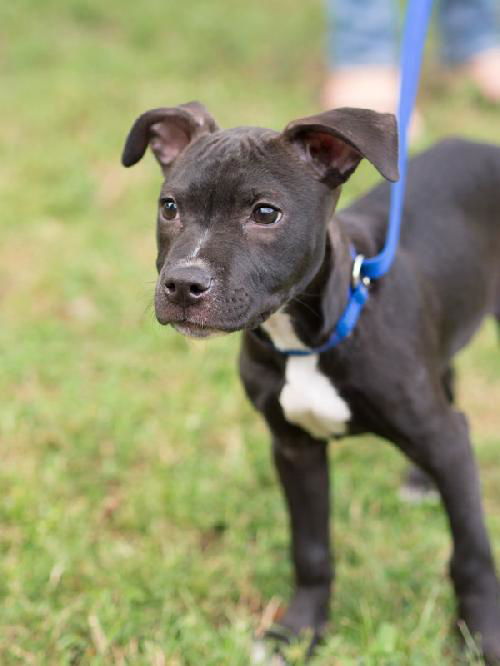 Peppa the Puppy