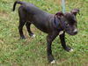 Peppa the Puppy