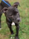 Peppa the Puppy