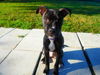 Peppa the Puppy