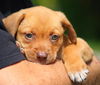 Casey-B the Lab/Hound Puppy