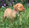 Casey-B the Lab/Hound Puppy