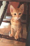 Rusty the Sweet Baby Boy