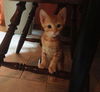 Rusty the Sweet Baby Boy