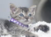 Kiki the Doll Like Kitten