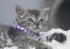 Kiki the Doll Like Kitten