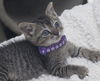 Kiki the Doll Like Kitten