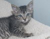 Kiki the Doll Like Kitten
