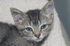 Kiki the Doll Like Kitten