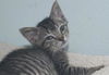 Kiki the Doll Like Kitten