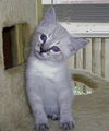 Sumi the Siamese Kitten