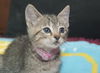 Louie the Happy & Loving Kitten