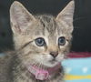 Louie the Happy & Loving Kitten