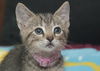 Louie the Happy & Loving Kitten