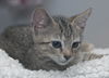 Louie the Happy & Loving Kitten