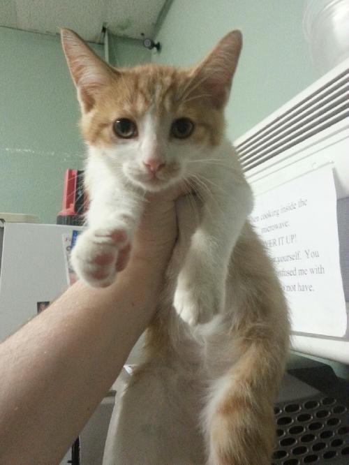 Todd the Cute Kitten