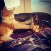 Todd the Cute Kitten