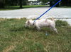 Gordon The West Highland Terrier