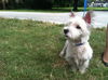 Gordon The West Highland Terrier