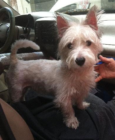 Gordon The West Highland Terrier