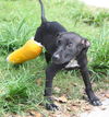Kiwi the Sweet Puppy