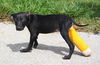 Kiwi the Sweet Puppy