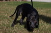 Kiwi the Sweet Puppy