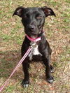 Kiwi the Sweet Puppy