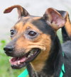 Eve the Chihuahua