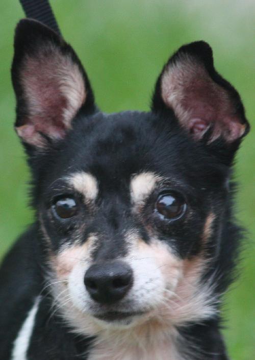 Evan the Chihuahua
