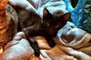 Bear the Pick Me Up Please Kitten