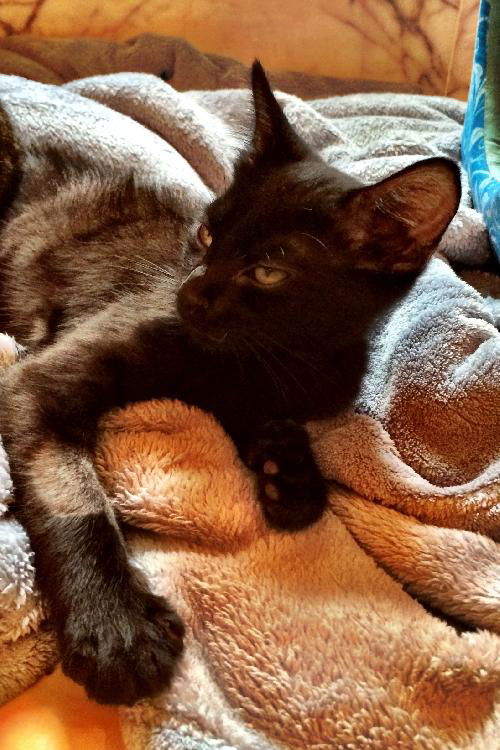Bear the Pick Me Up Please Kitten