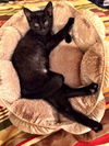 Bear the Pick Me Up Please Kitten