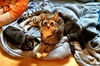 Bear the Pick Me Up Please Kitten