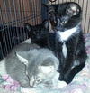 Figaro the Perfect & Child Friendly Tuxedo Kitten