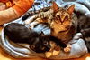 Figaro the Perfect & Child Friendly Tuxedo Kitten