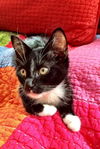 Figaro the Perfect & Child Friendly Tuxedo Kitten