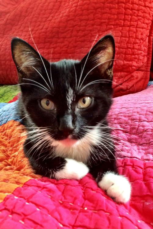 Figaro the Perfect & Child Friendly Tuxedo Kitten