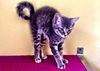 Tilly the Child Friendly  & NIght Time BuddyKitten