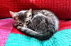 Tilly the Child Friendly  & NIght Time BuddyKitten