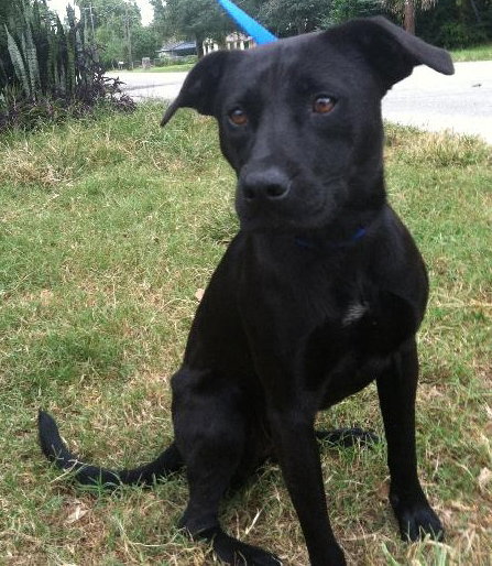 Alma the Terrier Blend
