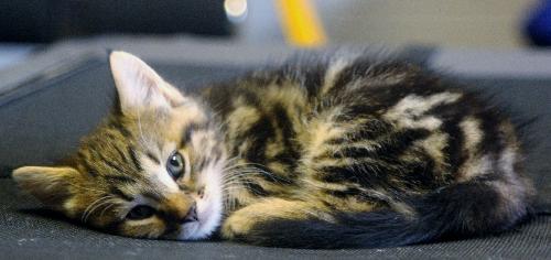 Rolo the Snuggly Kitten