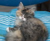 Butterscotch the Serene Calico  Kitten