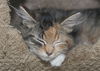 Butterscotch the Serene Calico  Kitten