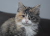 Carmel the Sweetest Calico Kitten