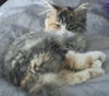 Carmel the Sweetest Calico Kitten