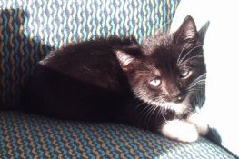Tux the Handsome Tuxedo Kitten