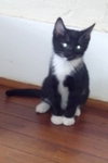 Tux the Handsome Tuxedo Kitten