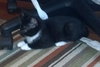 Tux the Handsome Tuxedo Kitten